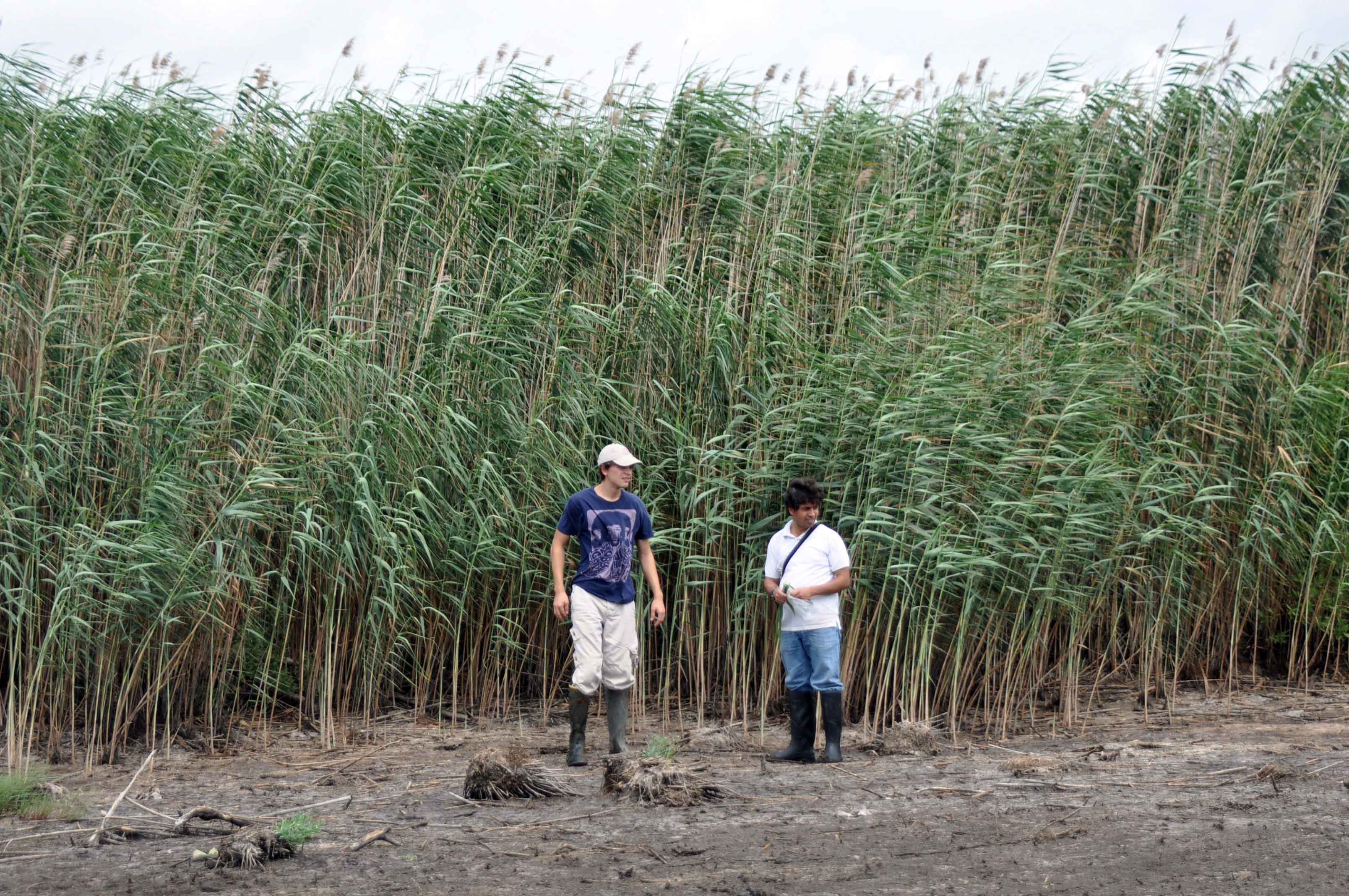 students dwarfed by Phragmites